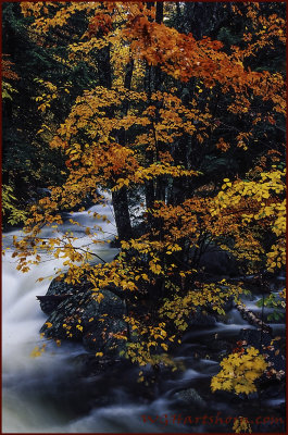 Autumn Creekside Splendor