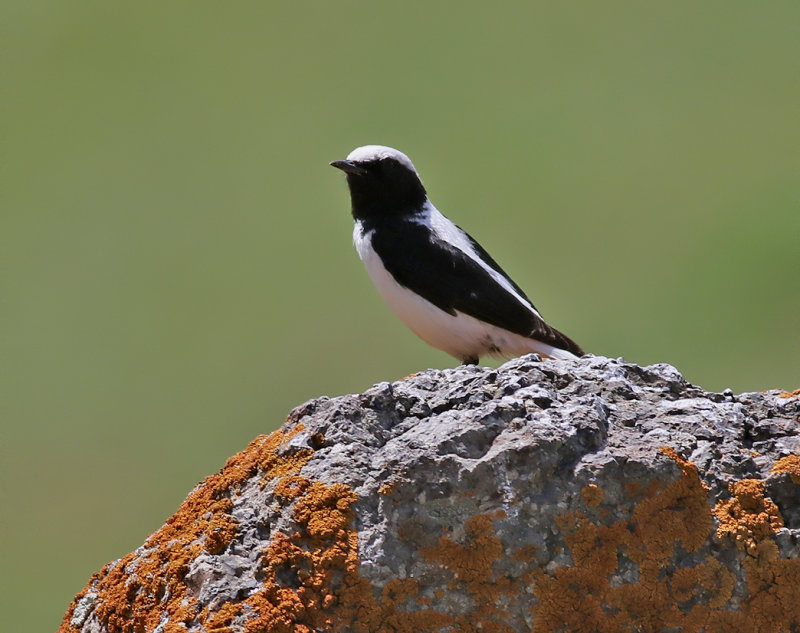 Finschstenskvtta<br> Finschs Wheatear<br> Oenanthe finschii
