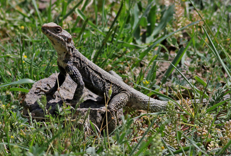 Caucasian agama <br> Paralaudakia caucasia