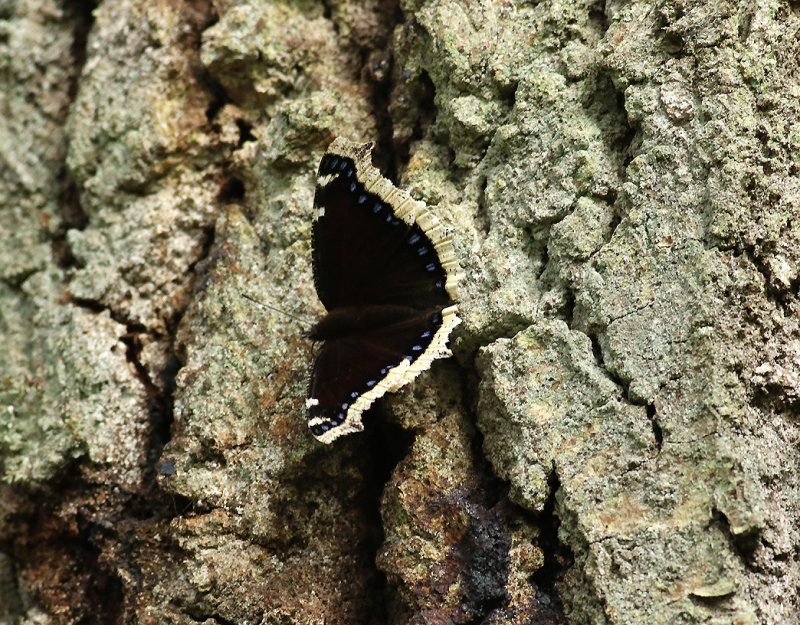 Sorgmantel <br> Mourning Cloak <br> Nymphalis antiopa