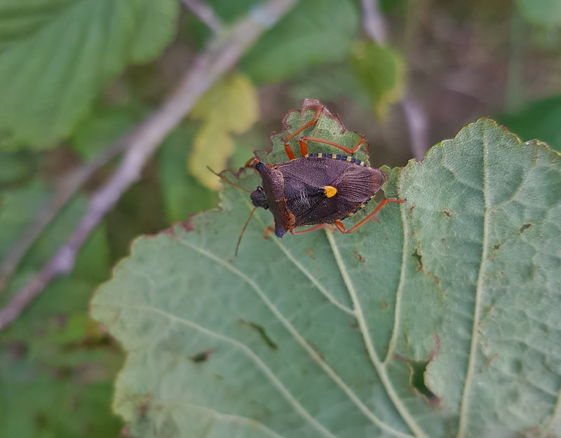 Rdbent brfisPentatoma rufipes 