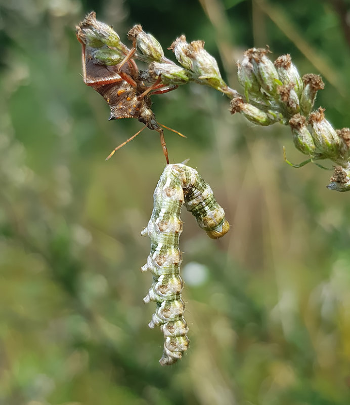 Spetsrovbrfis  Picromerus bidens