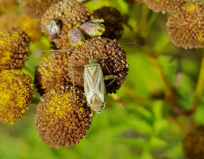 Adelphocoris quadripunctatus