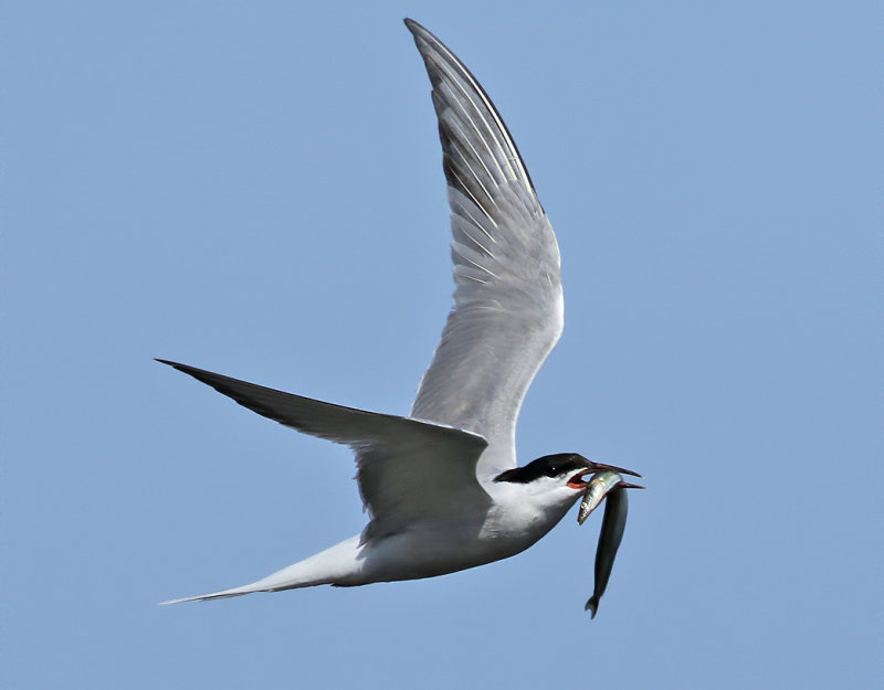 Fisktrna <br> Common Tern<br> Sterna hirundo