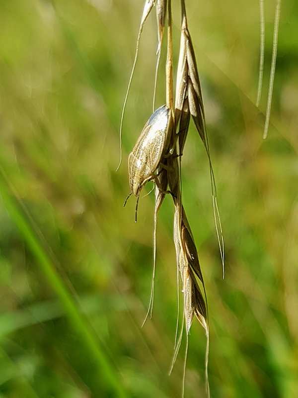 Mindre spetsnsa  Bishop's Mitre  (Aelia acuminata)