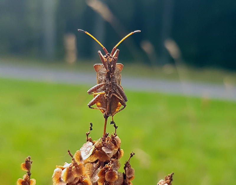 Coreus marginatus  Dock Bug