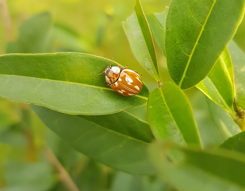 Ljusstreckad nyckelpiga Striped Ladybird Myzia oblongoguttata