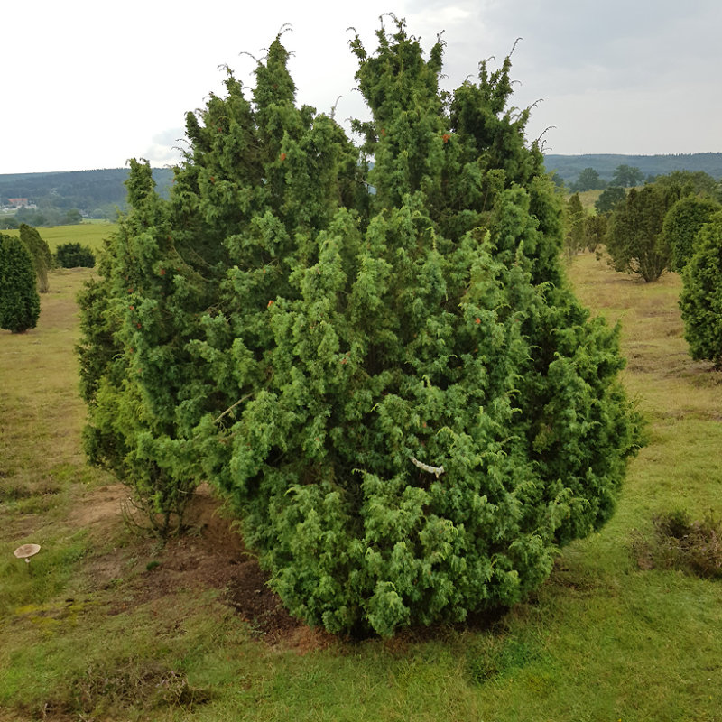 En  (Juniperus communis)