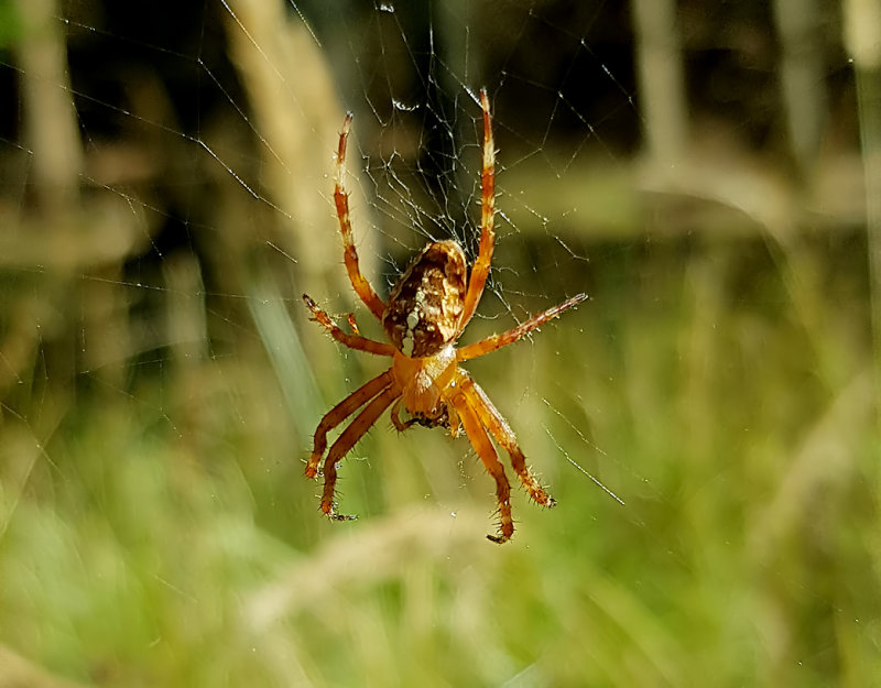 Korsspindel <br> Araneus diadematus
