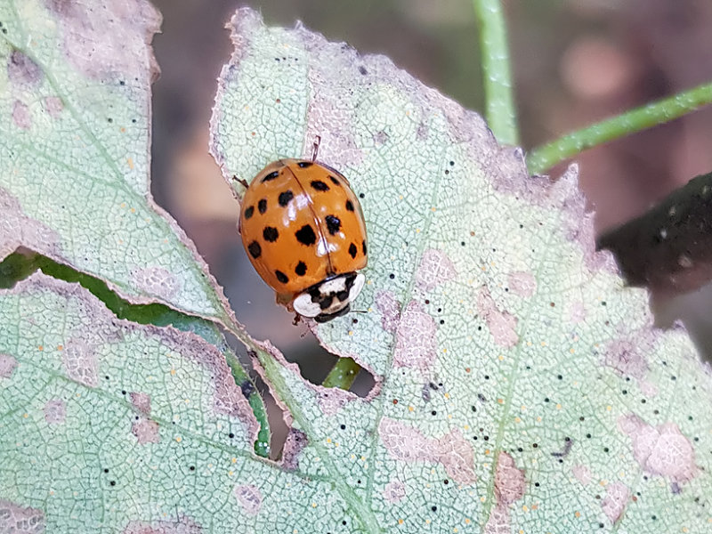 Harlekinnyckelpiga  Harmonia axyridis