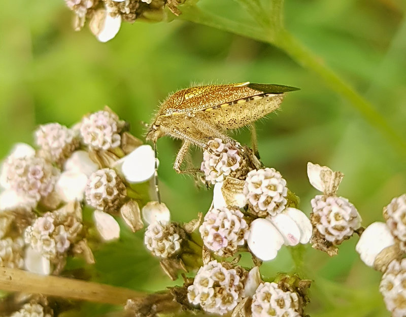 Hrig brfis  Sloe Bug Dolycoris baccarum