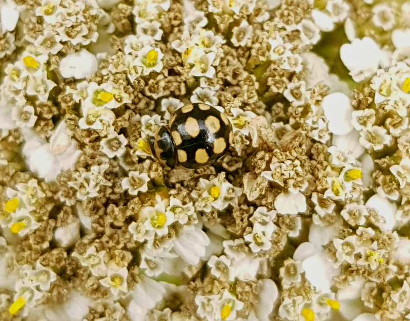 Fjortonflckig torrbackspiga  Coccinula quatuordecimpustulata