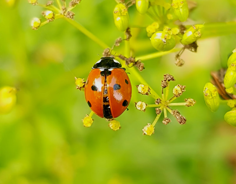 Sjuprickig nyckelpiga   Seven-spot Ladybird