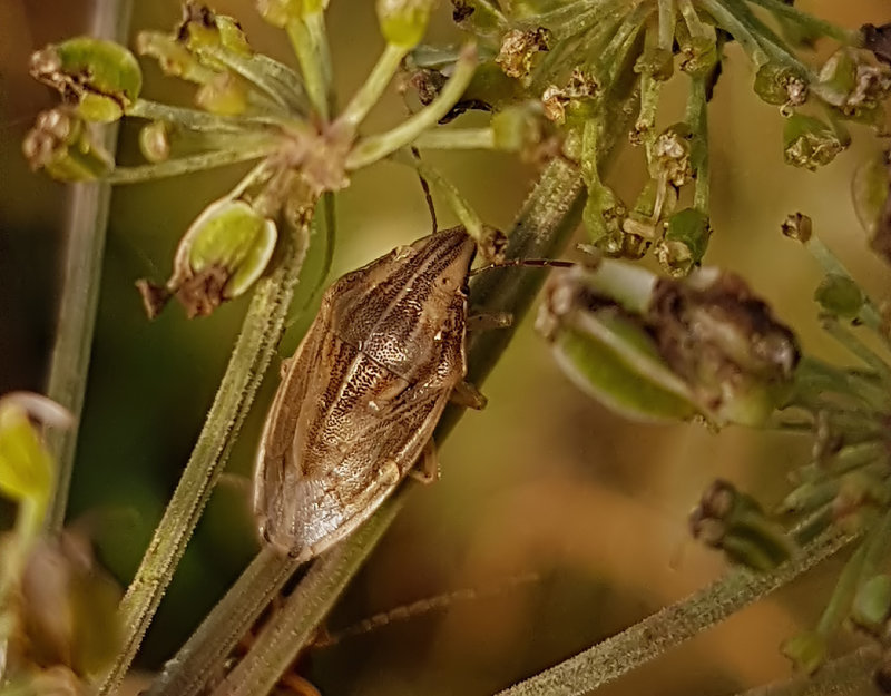 Mindre spetsnsa  Bishop's Mitre  (Aelia acuminata)