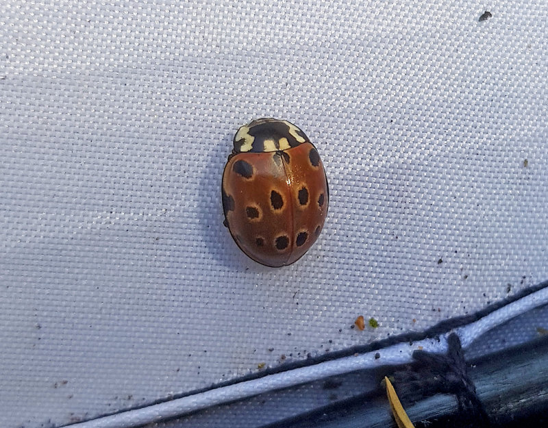 gonflckig nyckelpiga   Anatis ocellata