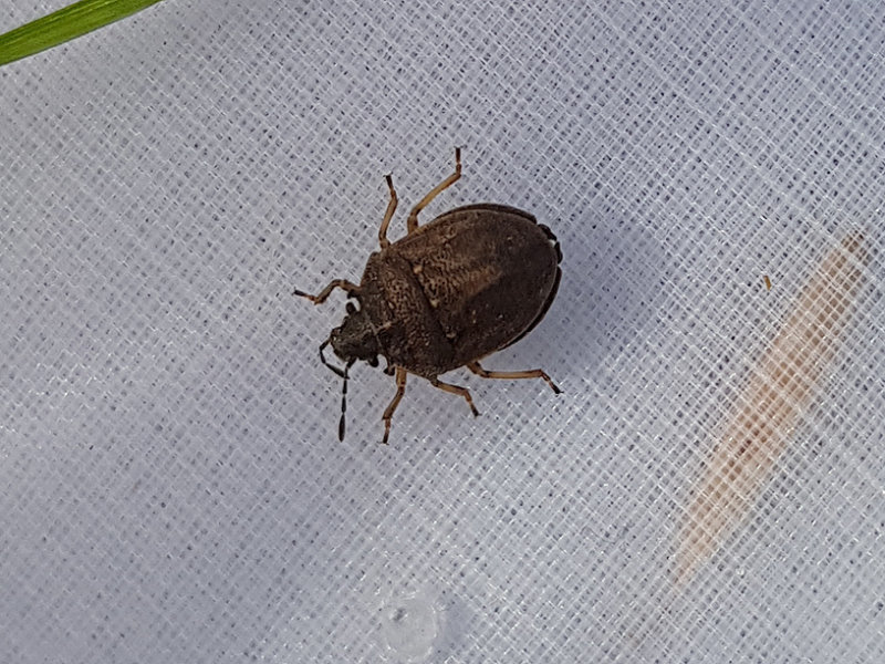 Hammarbrfis  Podops inunctus