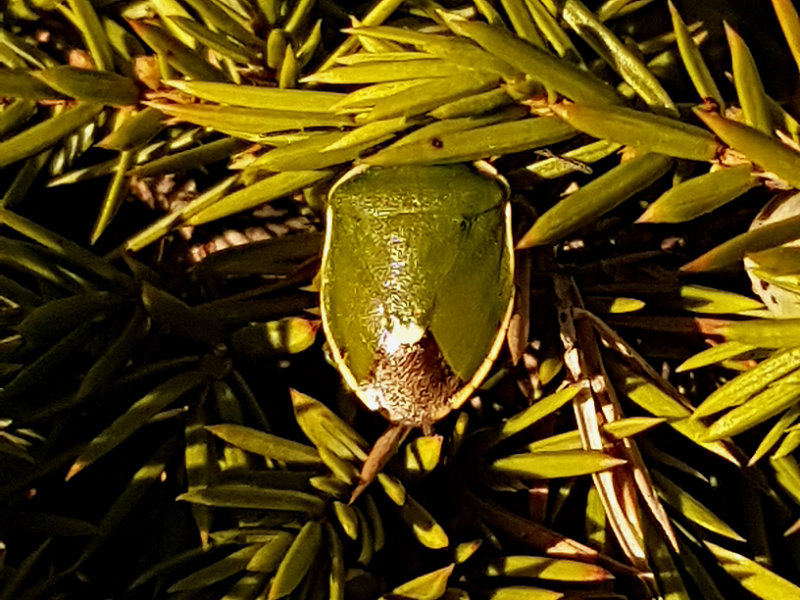 Grn enbrfis  Chlorochroa juniperina