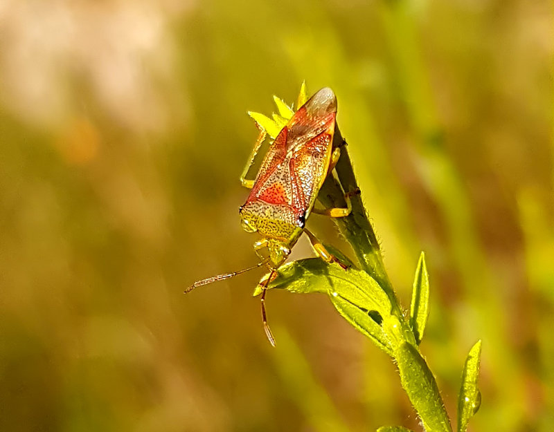 Strre bjrkbrfis Birch Shieldbug Elasmostethus interstinctus