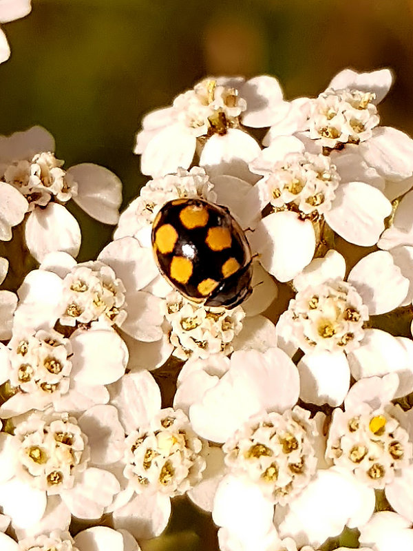 Fjortonflckig torrbackspiga  Coccinula quatuordecimpustulata