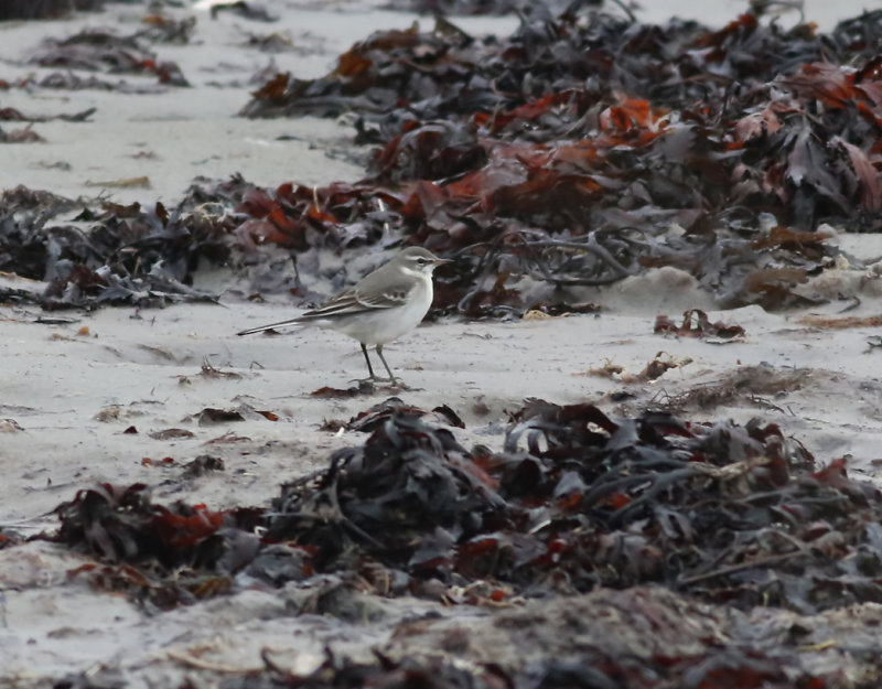 Eastern Yellow Wagtail <br> Motacilla tschutschensis