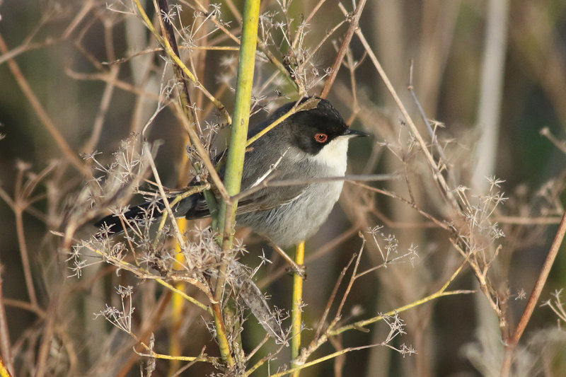 Sammetshtta <br> Sardinian Warbler <br> Sylvia melanocephala