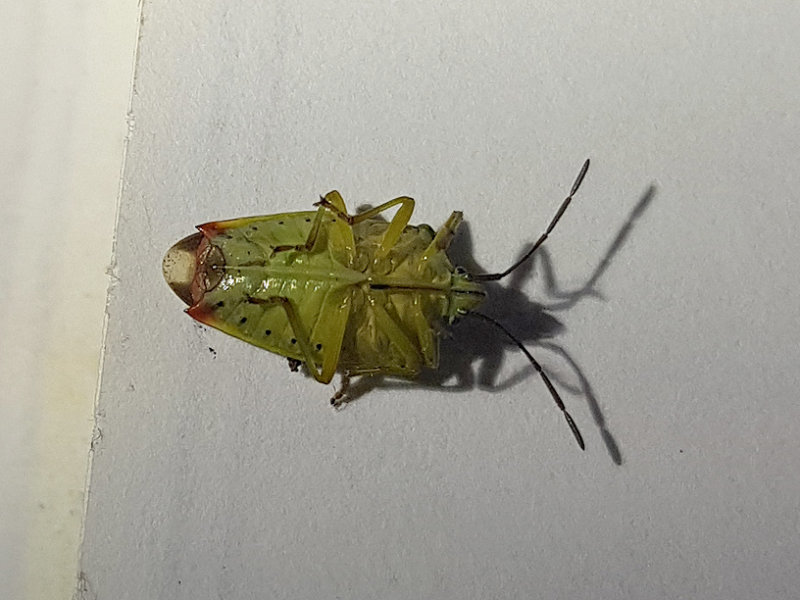 Strre bjrkbrfis<br> Birch Shieldbug<br> Elasmostethus interstinctus