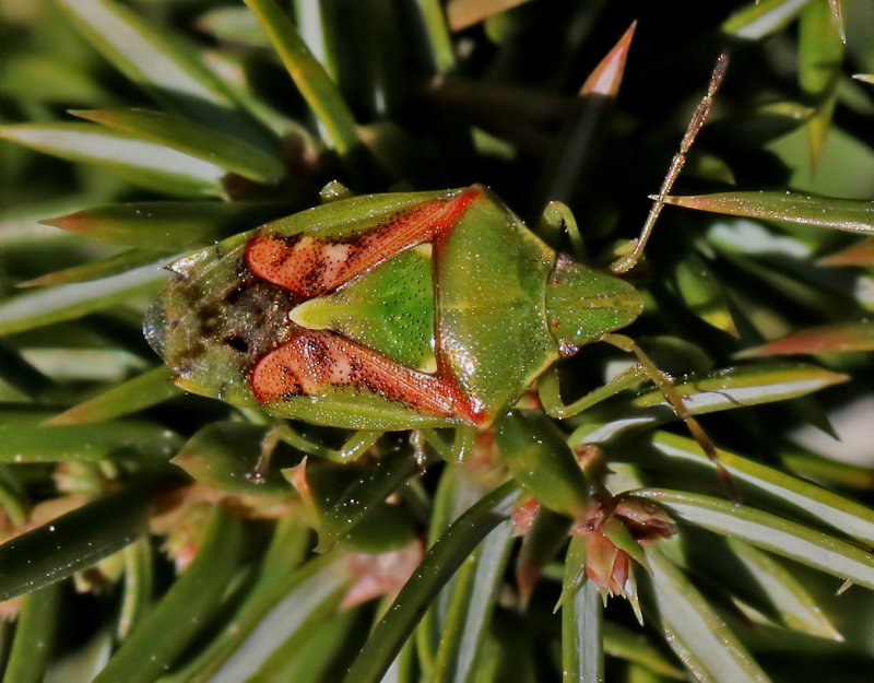 Brokig enbrfis Juniper Shield Bug (Cyphostethus tristriatus)