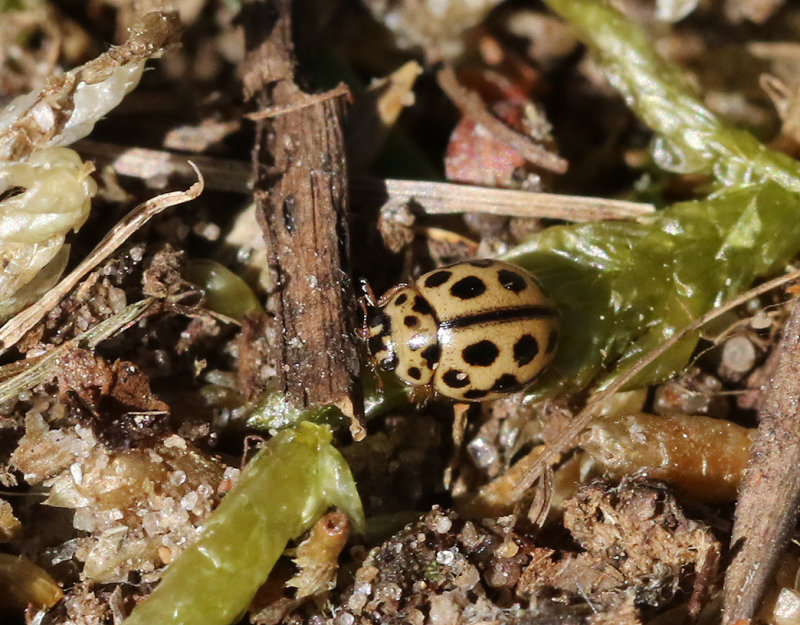 Sextonprickig nyckelpiga Sixteen-spot Ladybird Tytthaspis sedecimpunctata