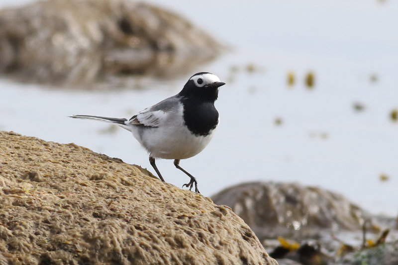 Masksdesrla <br> Masked Wagtail <br> Motacilla alba personata