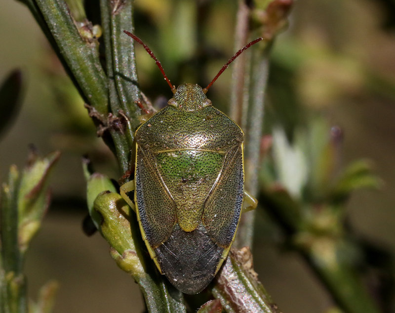 Harrisbrfis  Piezodorus lituratus