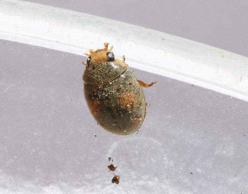 Tuvmyrepiga  Platynaspis luteorubra