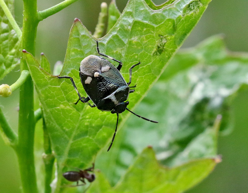 Rapssugare  Rape Bug   (Eurydema oleracea)