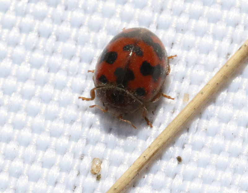 Tjugofyraprickig nyckelpiga   Subcoccinella vigintiquatuorpunctata