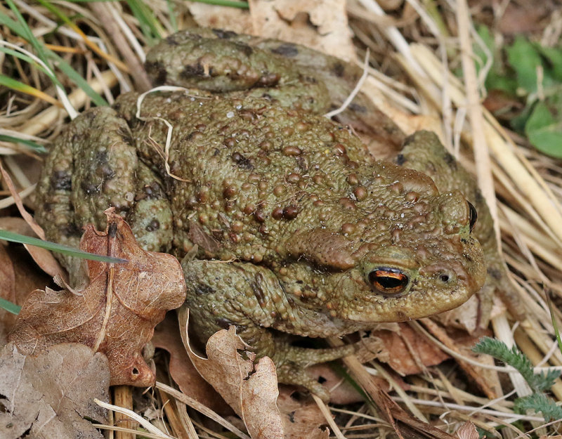Vanlig padda <br> Bufo bufo