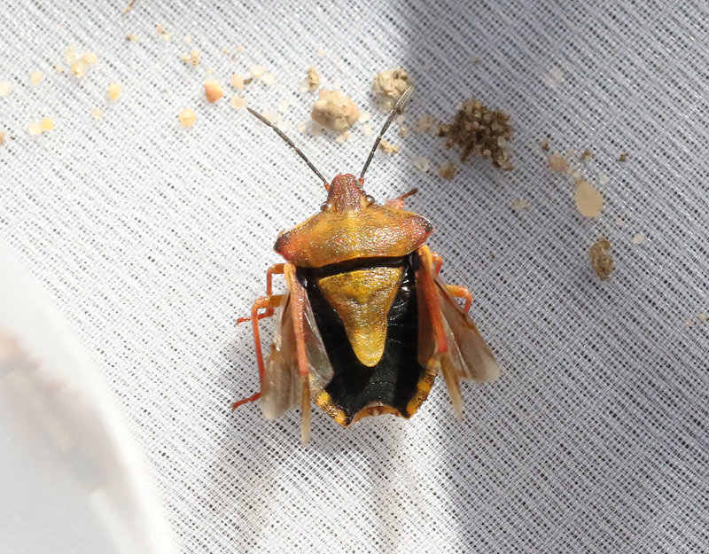 Purpurbrfis Carpocoris purpureipennis 
