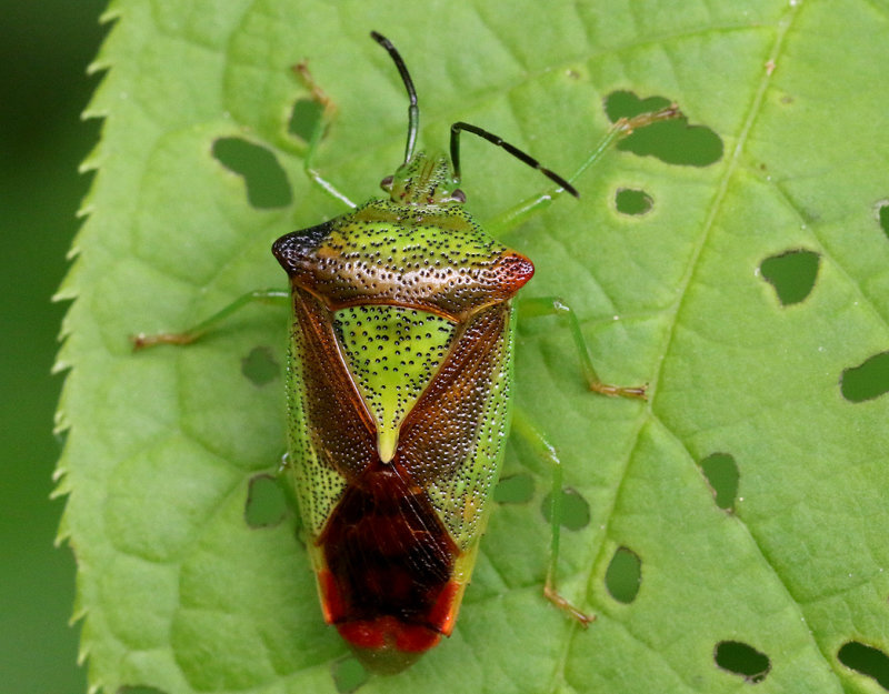Hagtornsbrfis Hawthorn Shield Bug (Acanthosoma haemorrhoidale)
