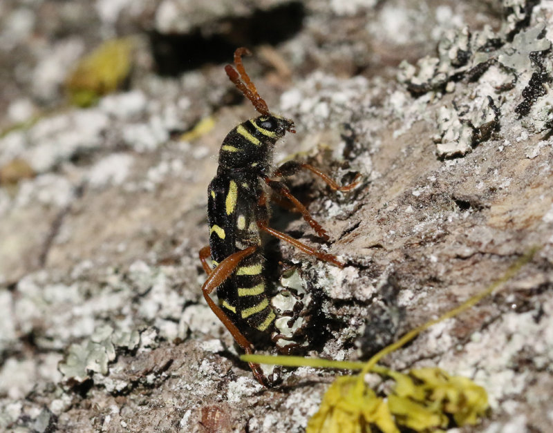Smalbandad ekbarkbock <br> Plagionotus arcuatus