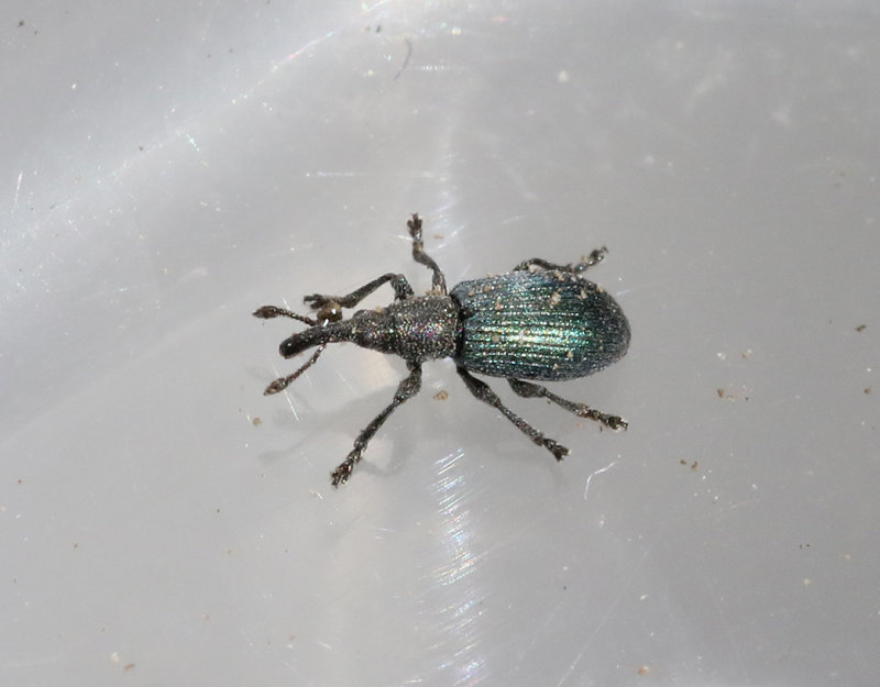 Perapion hydrolapathi