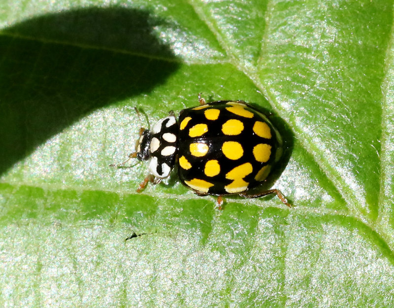 Alnyckelpiga   Sospita vigintiguttata