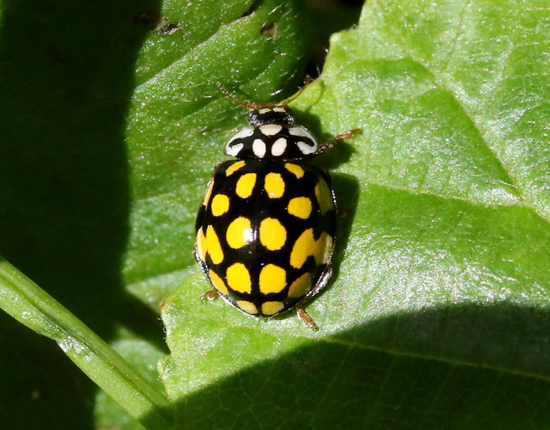 Alnyckelpiga   Sospita vigintiguttata