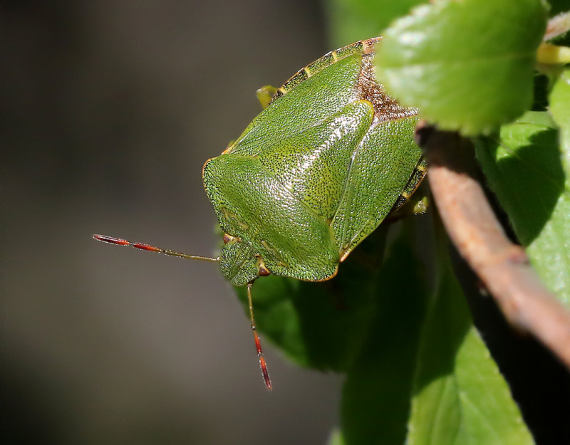 Grn brfis<br> Palomena prasina