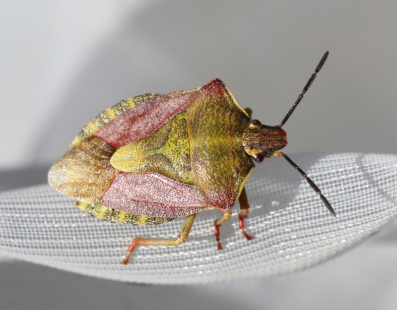 Purpurbrfis <br>Carpocoris purpureipennis 