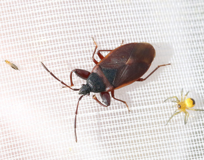 Gastrodes grossipes
