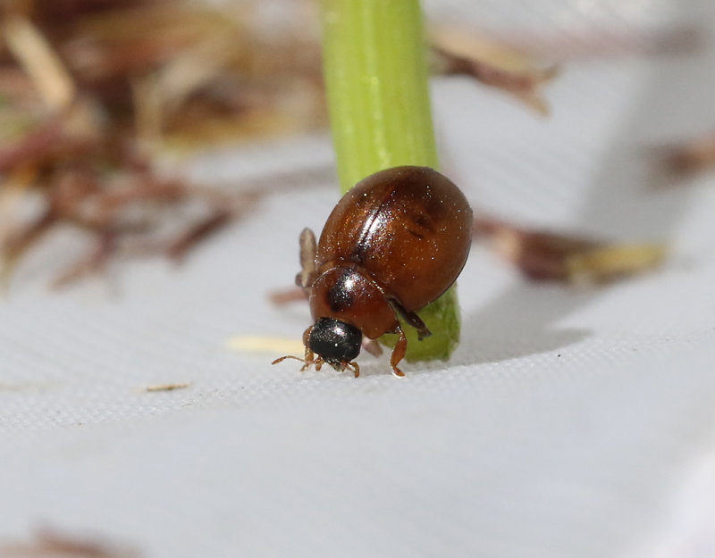 Klotnyckelpiga   Cynegetis impunctata