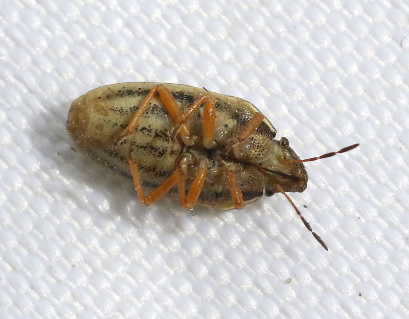 Mrkstreckad spetsnsa  Aelia klugii