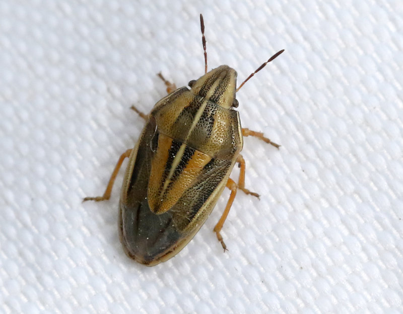 Mrkstreckad spetsnsa  Aelia klugii
