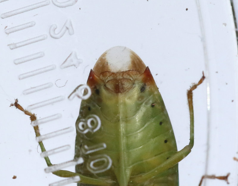 Strre bjrkbrfis<br> Birch Shieldbug<br> Elasmostethus interstinctus