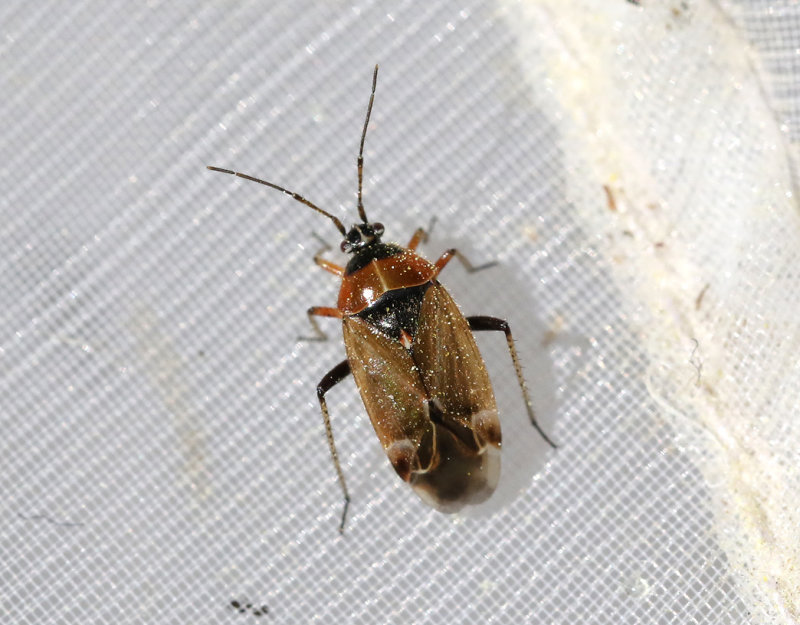 Harpocera thoracica
