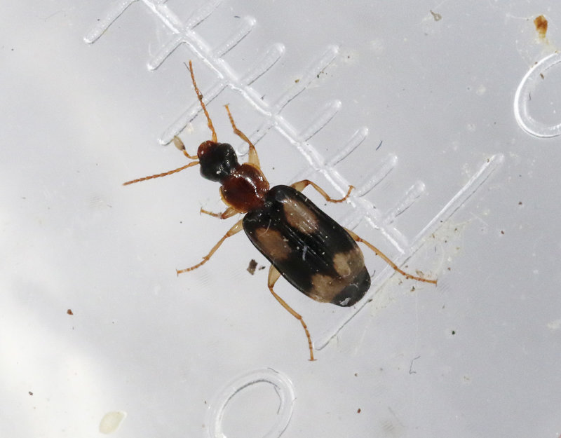 Fyrflckig grenlpare <br> Dromius quadrimaculatus