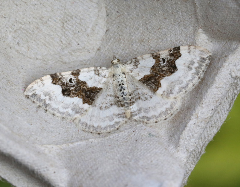 Backfltmtare <br> Xanthorhoe montanata